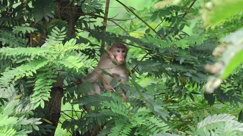 Wild rhesus macaque monkey. Stockbeeldmateriaal 343567445