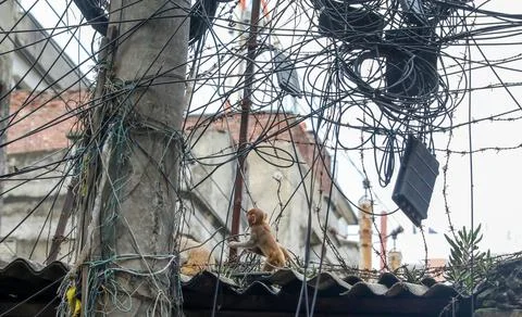 The wild rhesus macaque monkey in Old Dhaka, Bangladesh - 23 Jul 2026 Stock Photos