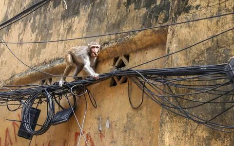 The wild rhesus macaque monkey in Old Dhaka, Bangladesh - 23 Jul 2026 Stock Photos