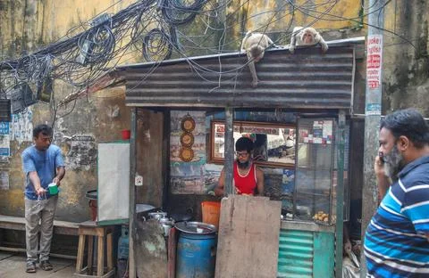 The wild rhesus macaque monkey in Old Dhaka, Bangladesh - 23 Jul 2026 Stock Photos
