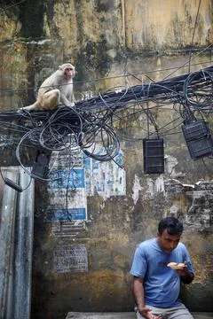 The wild rhesus macaque monkey in Old Dhaka, Bangladesh - 23 Jul 2026 Stock Photos