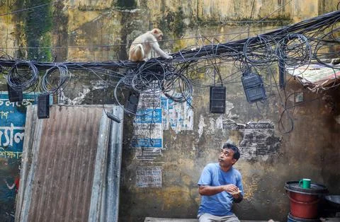 The wild rhesus macaque monkey in Old Dhaka, Bangladesh - 23 Jul 2026 Stock Photos