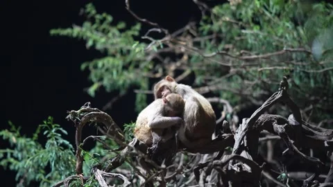Wild Rhesus Macaque Monkey Resting on Tree Branch in Natural Forest Habitat Stock Footage 339724526
