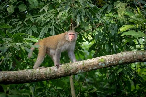 Wild rhesus macaque monkey on tree. Stock Photos