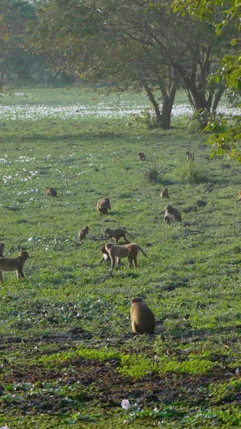 Wild Rhesus Macaque Monkey Troop Foraging In Indian Grassland Stock Footage 342072781