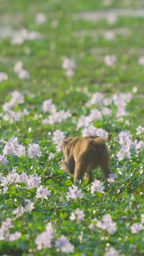Wild Rhesus Macaque Monkey Walking Through Field Of Purple Flowers In India Stock Footage 342124558