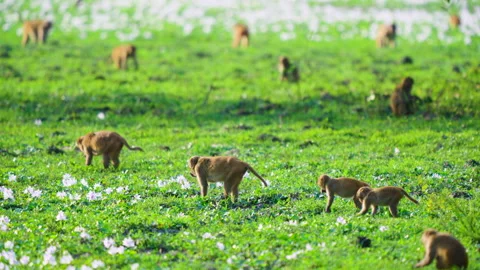 Wild Rhesus Macaque Monkeys Foraging In Green Meadow In India Stock Footage 340854931