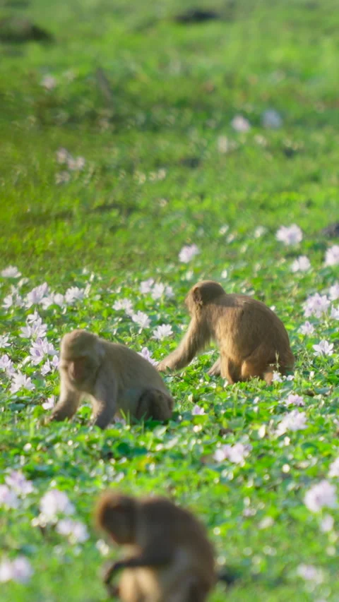 Wild Rhesus Macaque Monkeys Foraging In Field Of White Flowers In India Stock Footage 342123426