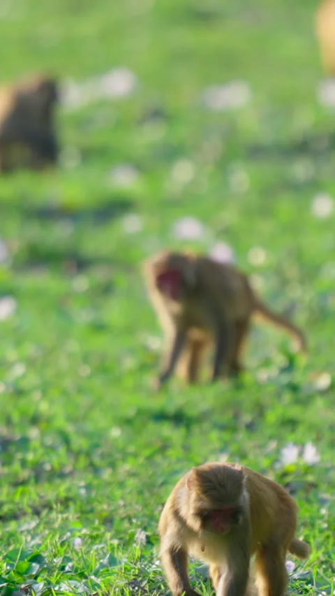 Wild Rhesus Macaque Monkeys Foraging In Green Grass Field India Stock Footage 342124247