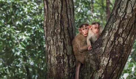 Wild Rhesus macaques Macaca mulatta portrait in National Park in India Stock Photos