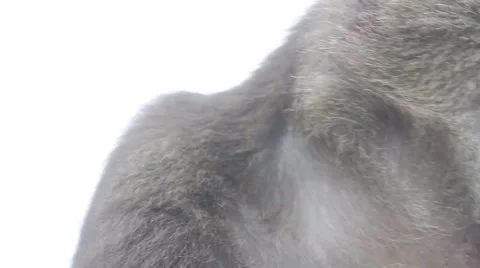 Wild rhesus monkey in Emei mountain at daytime Stock Footage 40766442