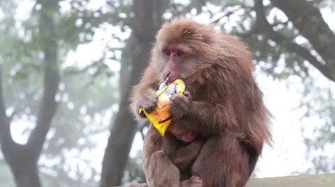 Wild rhesus monkey in Emei mountain at daytime Stock Footage 40766641