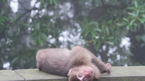 Wild rhesus monkey in Emei mountain at daytime Stock Footage 40767012