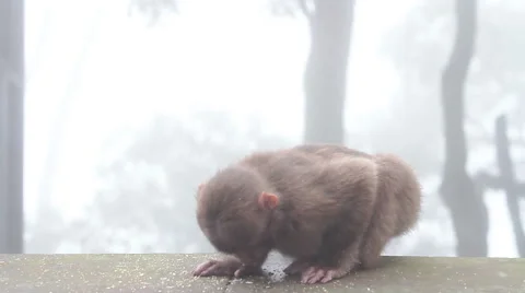 Wild rhesus monkey in Emei mountain at daytime Stock Footage 40767131