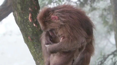 Wild rhesus monkey in Emei mountain at daytime Stock Footage 40767401
