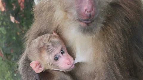 Wild rhesus monkey in Emei mountain at daytime Stock Footage 40767516