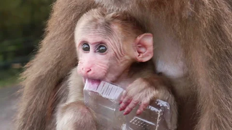 Wild rhesus monkey in Emei mountain at daytime Stock Footage 40767706