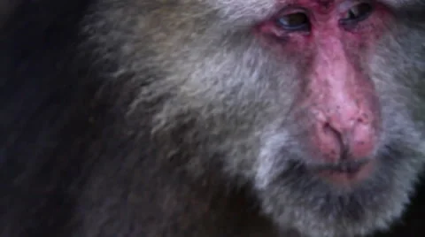 Wild rhesus monkey in Emei mountain at daytime Stock Footage 40767726