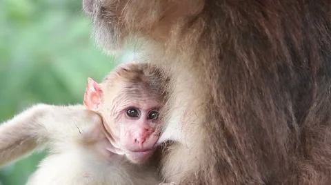 Wild rhesus monkey in Emei mountain at daytime Stock Footage 40767883