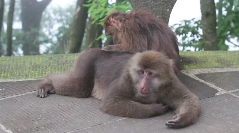 Wild rhesus monkey in Emei mountain at daytime Stock Footage 40768332