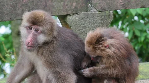 Wild rhesus monkey in Emei mountain at daytime Stock Footage 40768558