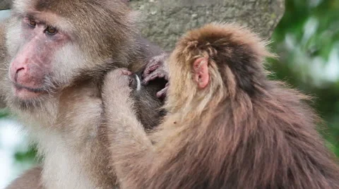 Wild rhesus monkey in Emei mountain at daytime Stock Footage 40768726