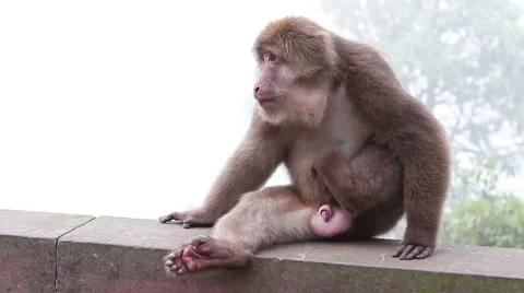 Wild rhesus monkey in Emei mountain at daytime Stock Footage 40768841