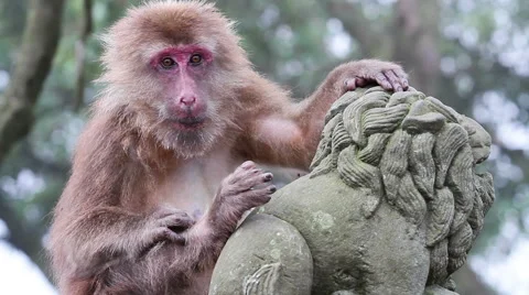 Wild rhesus monkey in Emei mountain at daytime Stock Footage 40769004
