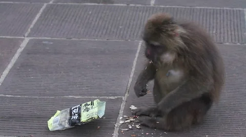 Wild rhesus monkey in Emei mountain at daytime Stock Footage 40769121