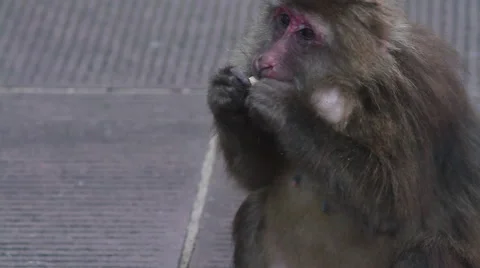 Wild rhesus monkey in Emei mountain at daytime Stock Footage 40769200