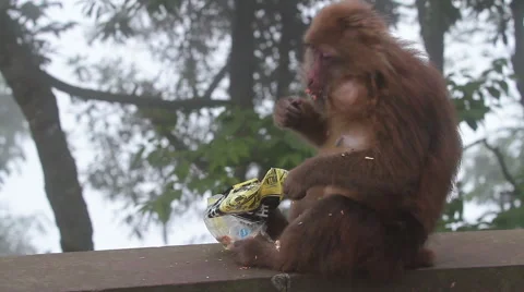 Wild rhesus monkey in Emei mountain at daytime Stock Footage 40769333