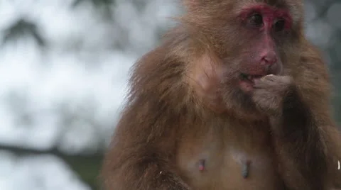 Wild rhesus monkey in Emei mountain at daytime Stock Footage 40769381