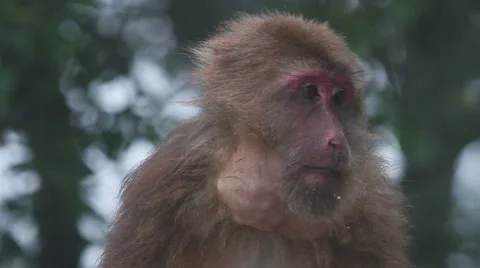 Wild rhesus monkey in Emei mountain at daytime Stock Footage 40769469