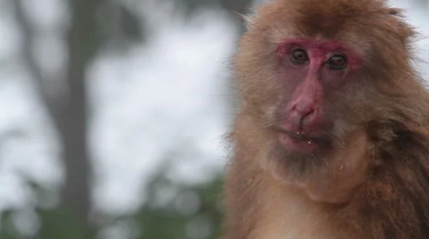 Wild rhesus monkey in Emei mountain at daytime Stock Footage 40769577