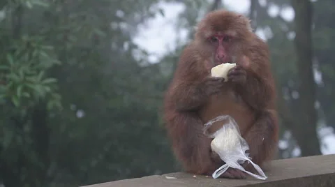 Wild rhesus monkey in Emei mountain at daytime Stock Footage 40769691
