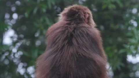 Wild rhesus monkey in Emei mountain at daytime Stock Footage 40769802