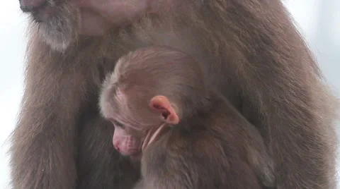 Wild rhesus monkey in Emei mountain at daytime Stock Footage 40770011