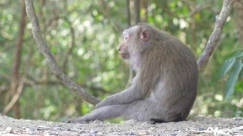 Wild rhesus monkey in natural setting are chewing and looking around Stock Footage 69798095