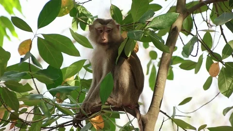 Wild rhesus monkey in natural setting Stock Footage 69811571
