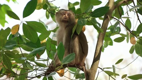 Wild rhesus monkey in natural setting are sitting on the tree branch and looking Stock Footage 72672802