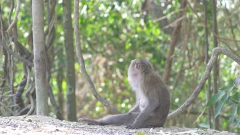Wild rhesus monkey in natural setting are chewing and looking around Stock Footage 74255797