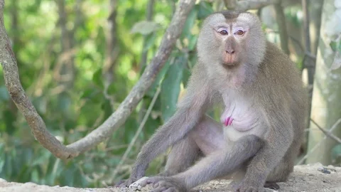 Wild rhesus monkey in natural setting are chewing and looking around Stock Footage 77190544