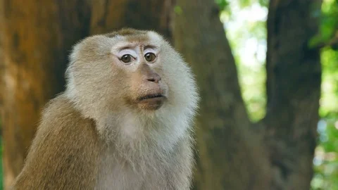 Wild rhesus monkey in natural setting are chewing and looking around. Video stock 77270912
