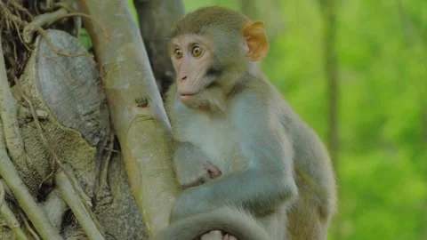 Wild Rhesus Monkey Sitting In Forest Stock Footage 322211513