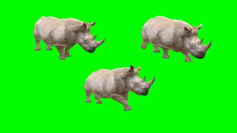 Wild rhino motion graphics with green screen background Stock Footage 123815330