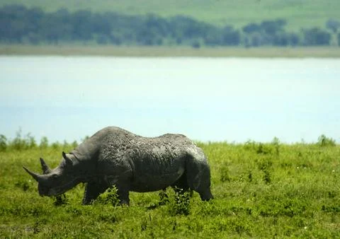 Wild rhino Stock Photos
