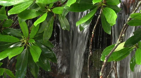 Wild rhododendron 스톡 동영상 25912550