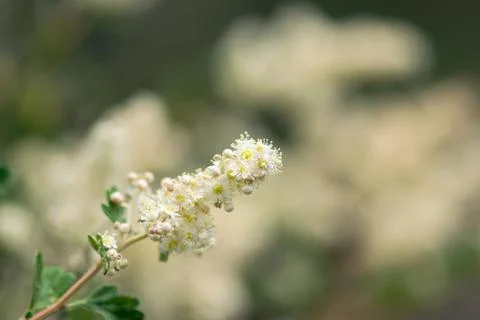Wild Ribes Flowers Foto stock