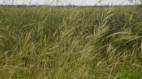Wild Rice Grain in the Wind Stock Footage 54074488