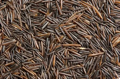 The wild rice Stock Photos